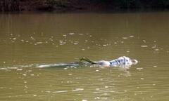 Bắt kẻ ném con đẻ 3 tháng xuống sông